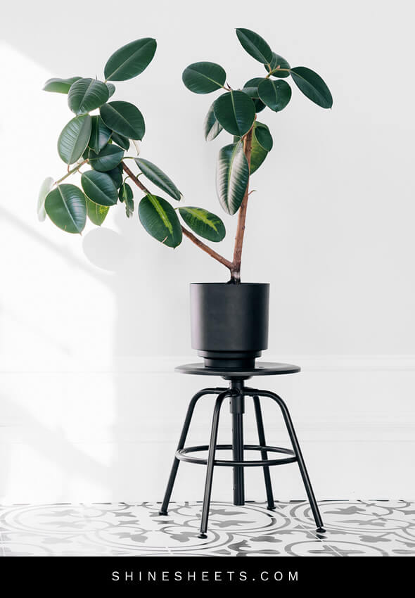 beautiful green plants as an idea for how to get unstuck in life
