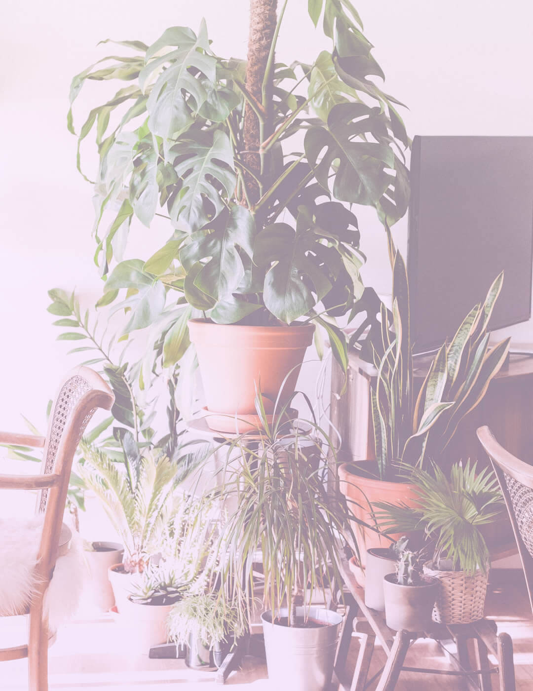 Growing plants displayed as one of the stress relief activities for introverts