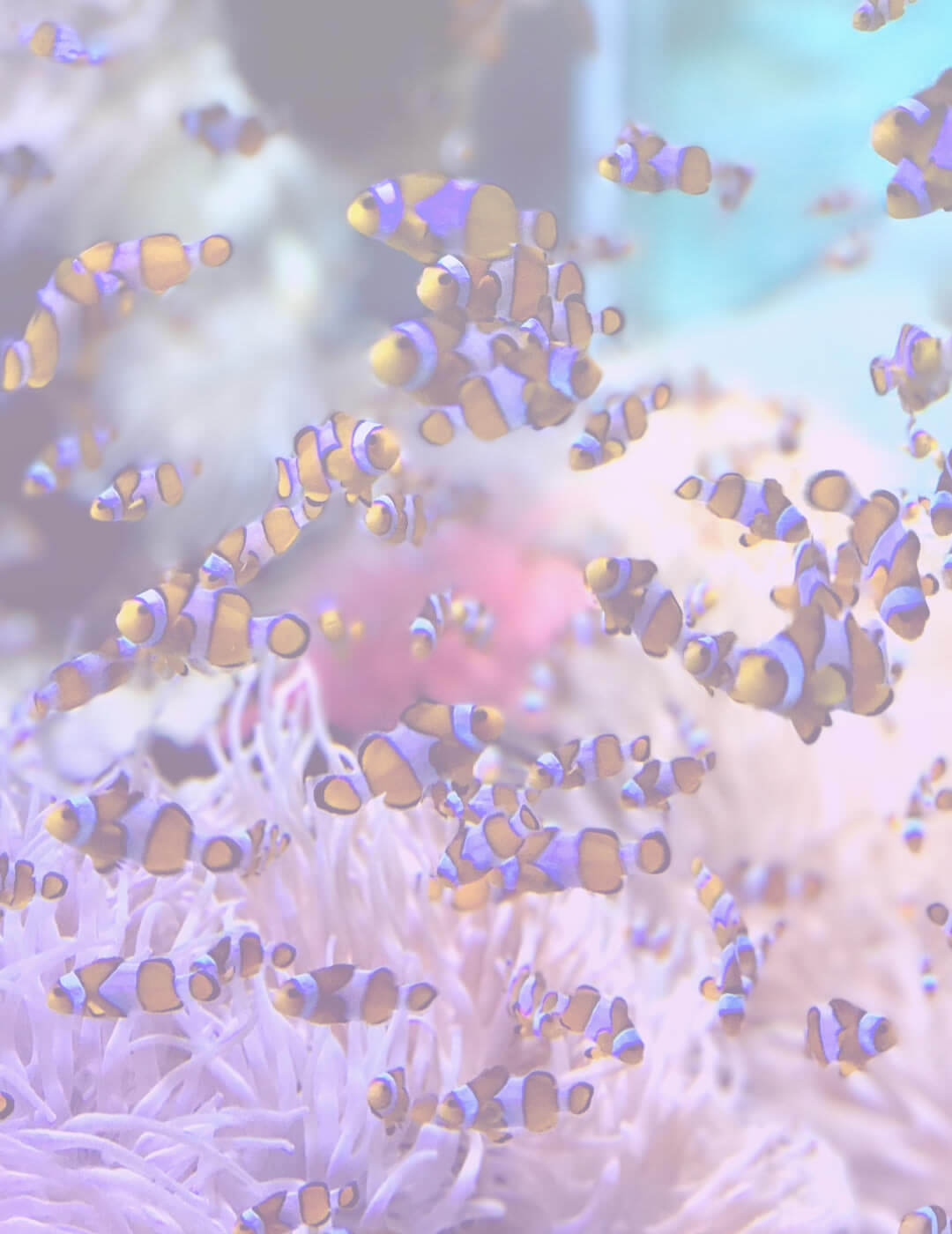 colorful fish aquarium as an idea for meditation room