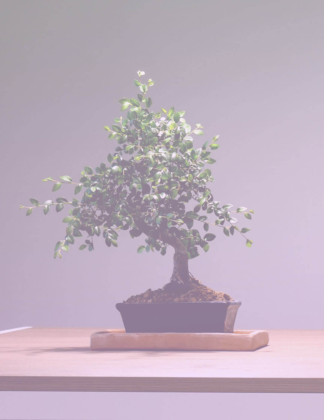 a bonsai tree as a meditation room decor