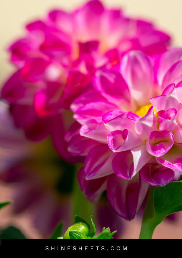 bright pink flowers as a reminder to enjoy life