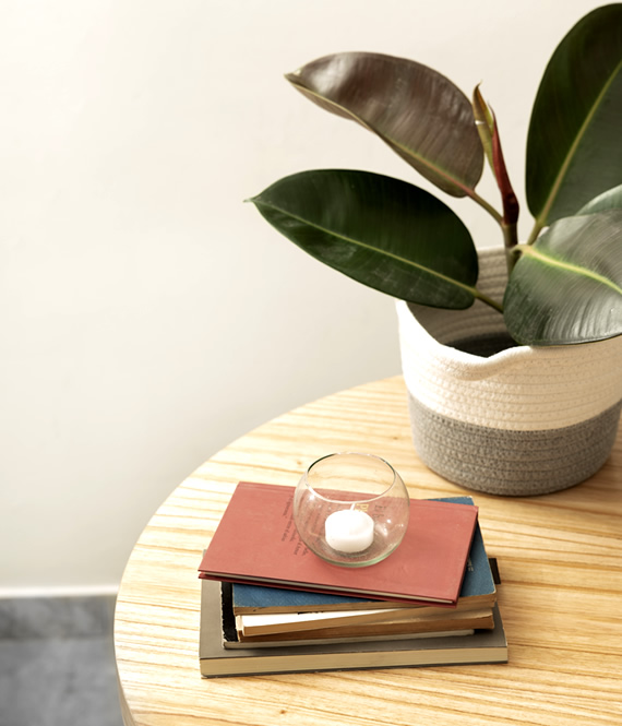books plant candle on the table