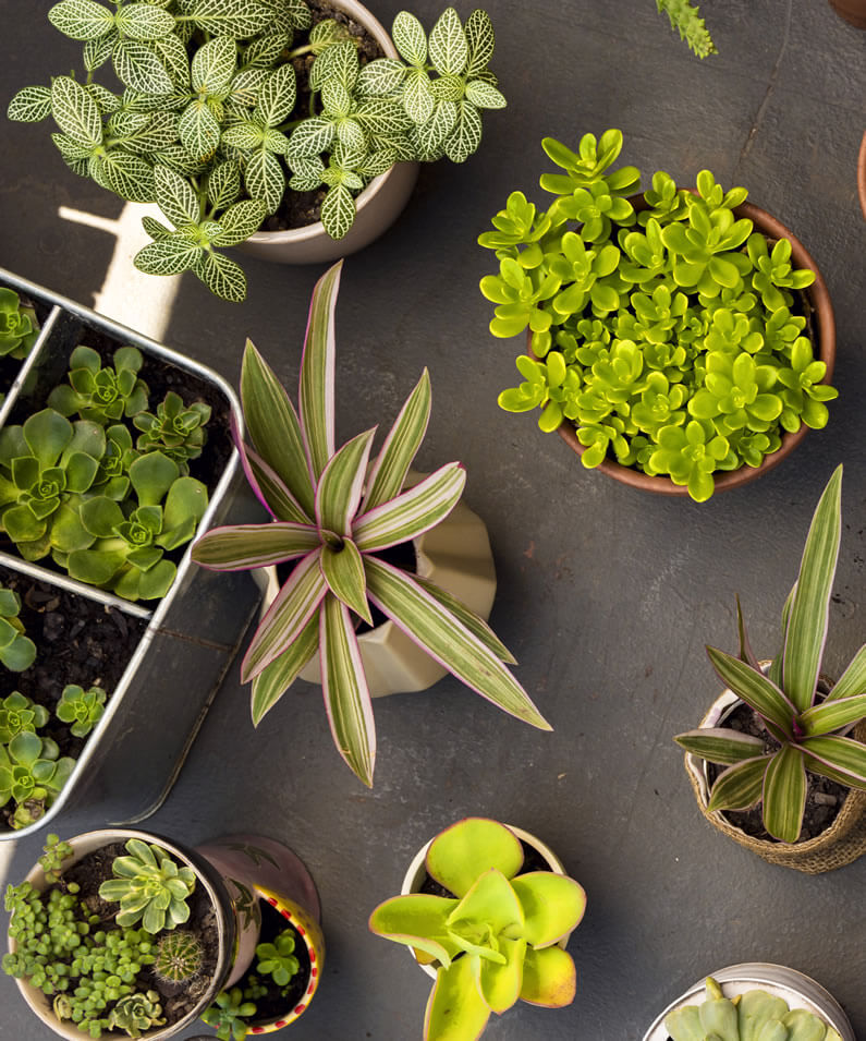 house plants in pots as home decor ideas