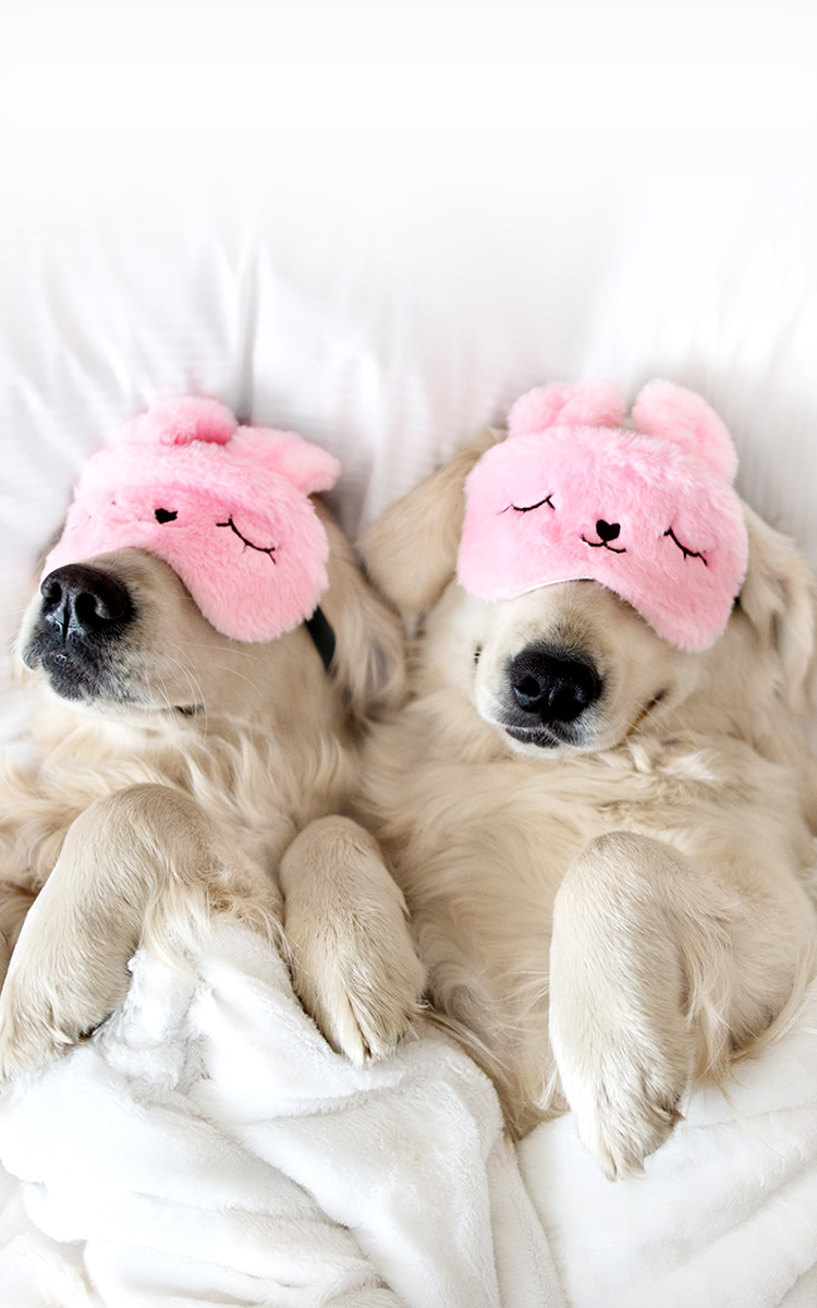 two dogs sleeping schedule