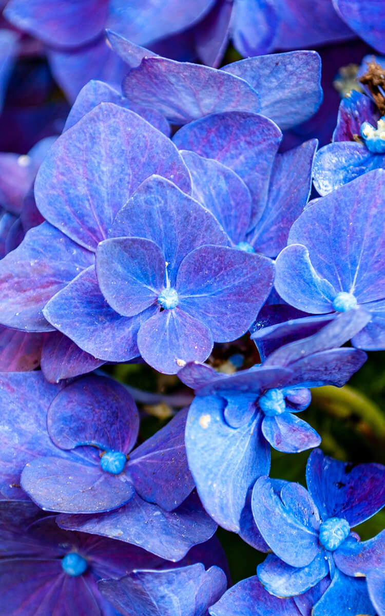blue hydrangeas