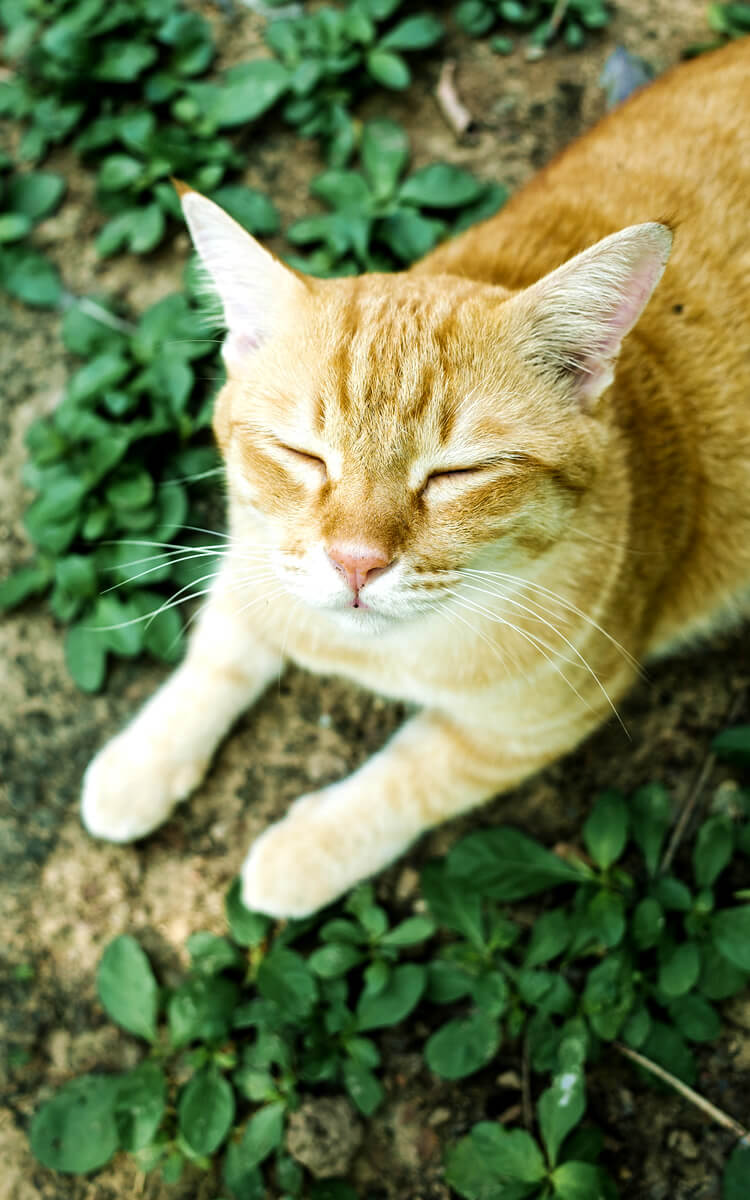 cat sleeping on the grass