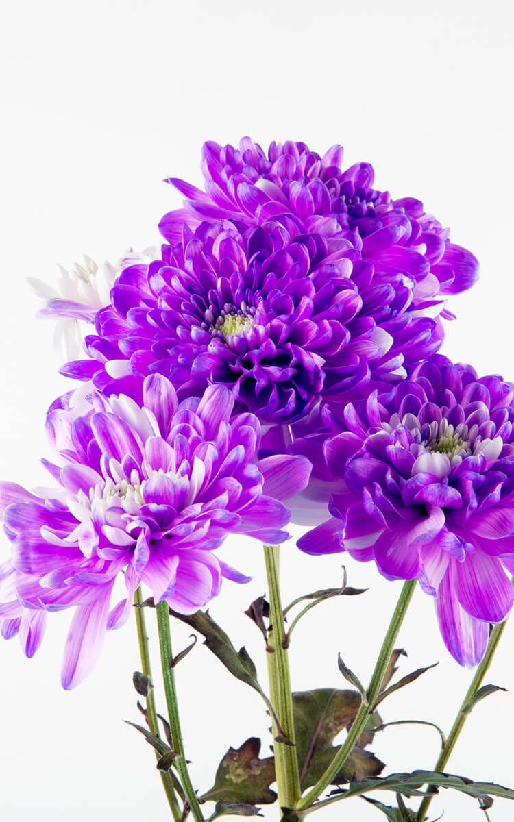 chrisanthemum flowers
