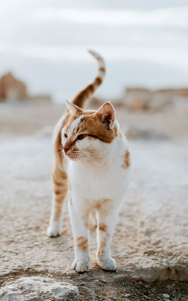 cute domestic cat on a road