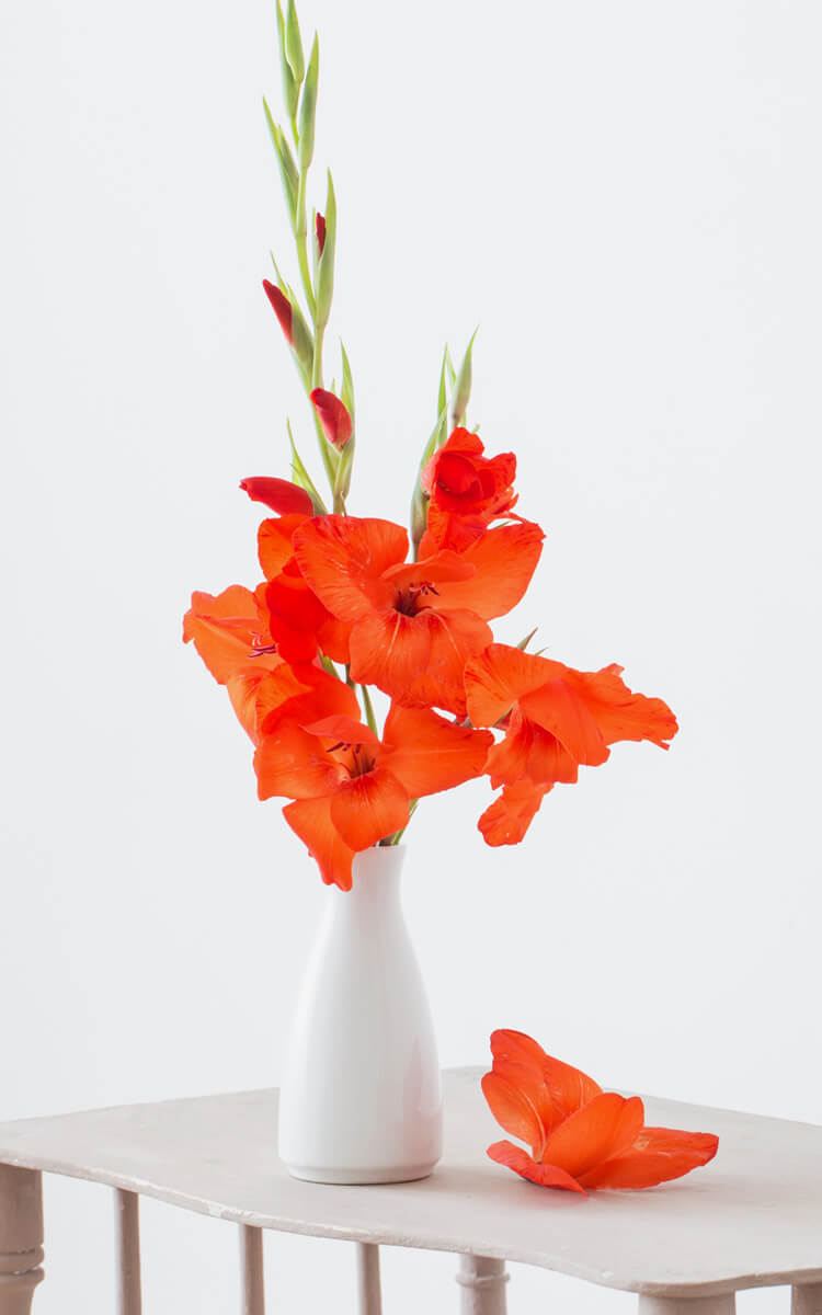gladiolus flowers