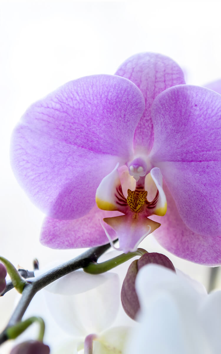 orchid flowers
