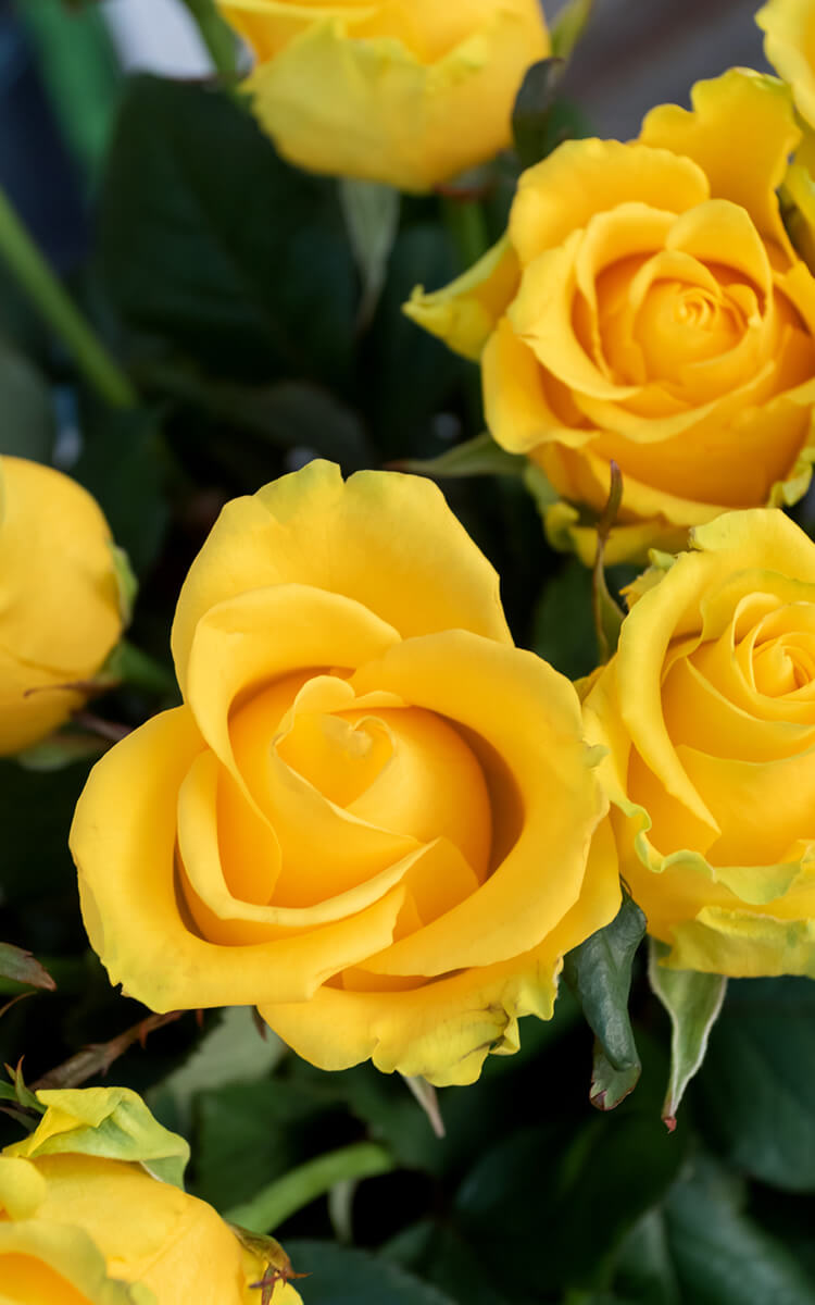 yellow roses
