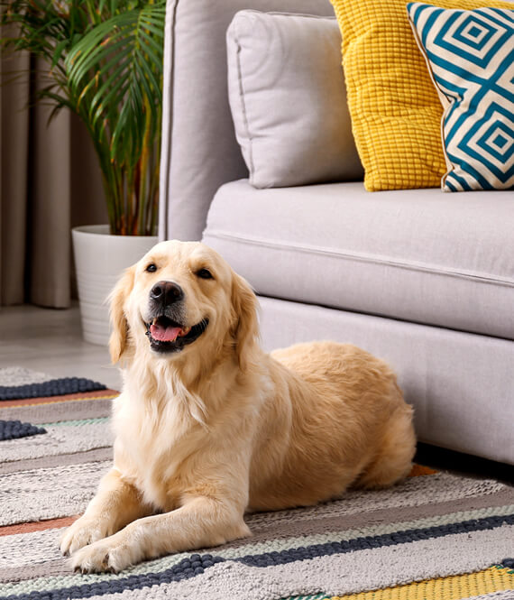 a nice dog as perfect home decor hack
