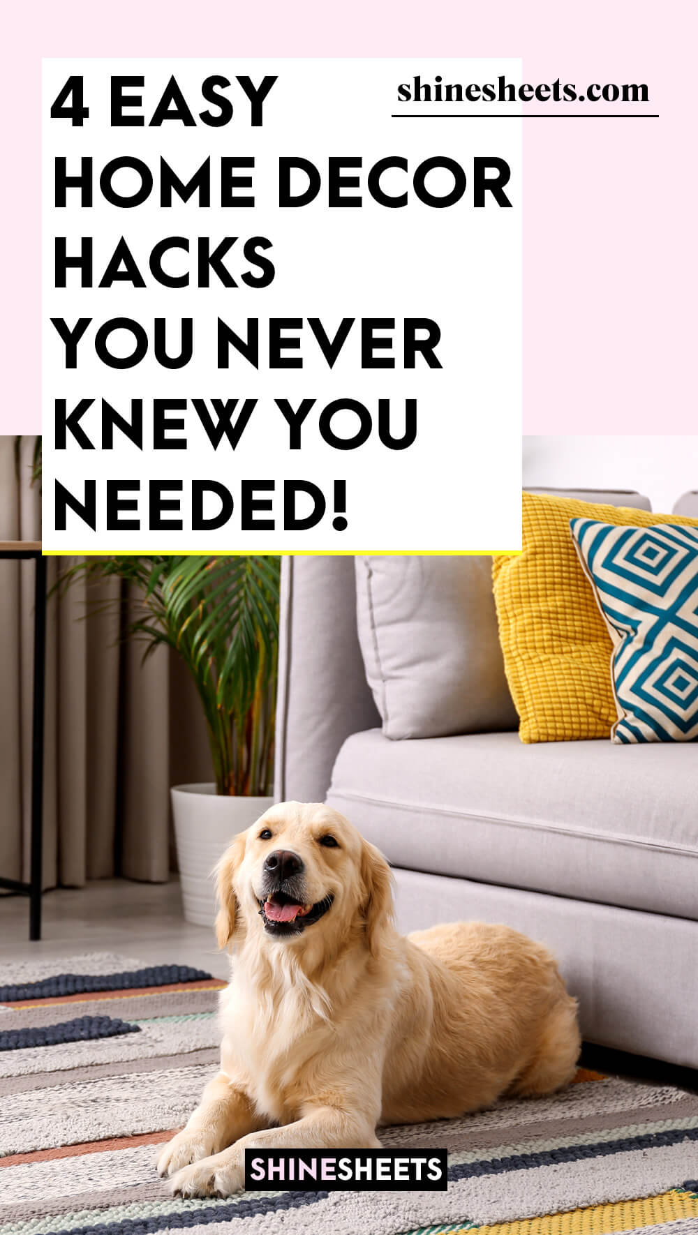 cute dog in well-decorated house