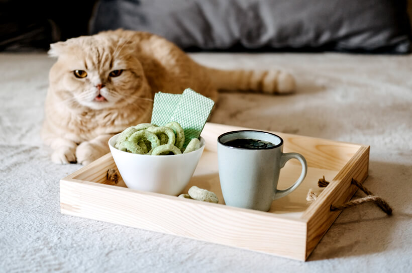 cat, cbd edibles and tea