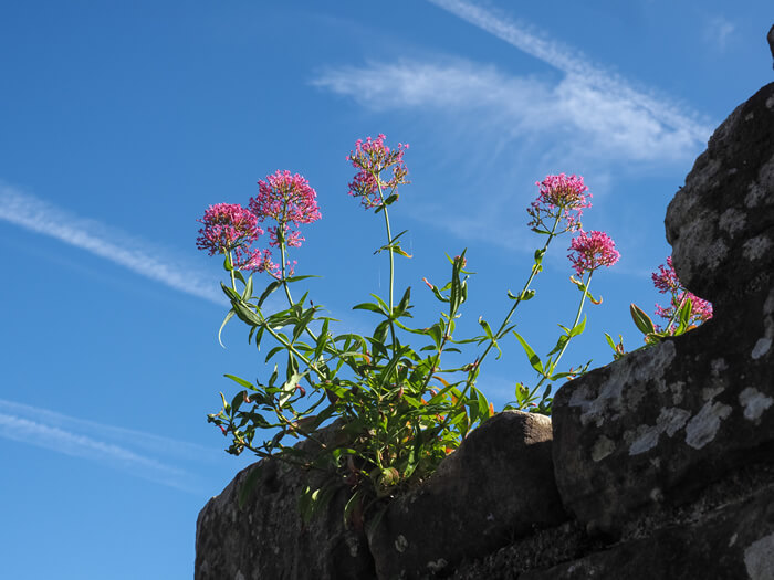 pink valerian flower under the sky
