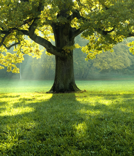 beautiful tree
