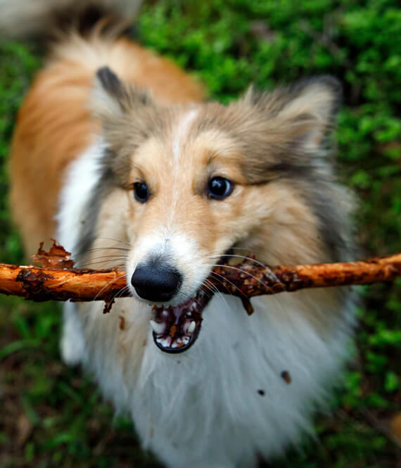 cute small puppy eating sticks while on the walk