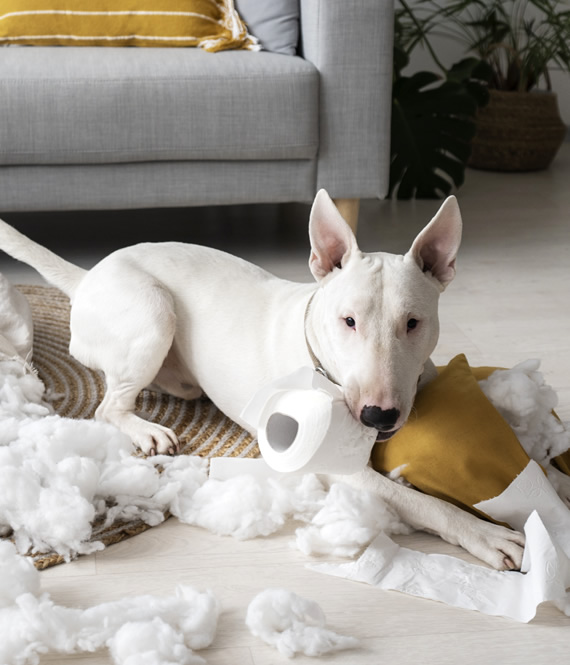 dangerous fog breed dog destroying pillow
