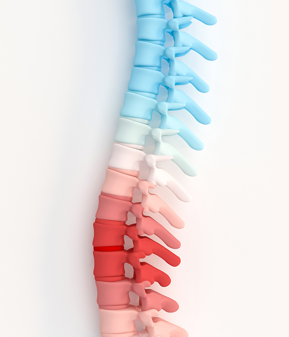 spinal cord illustration