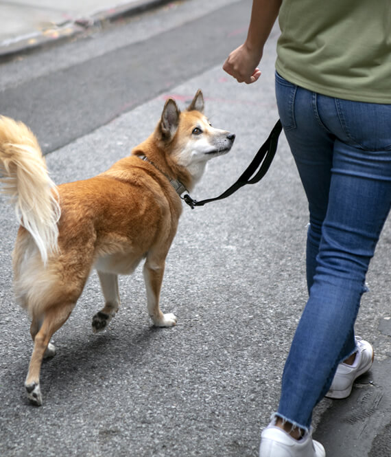 taking a dog for a walk