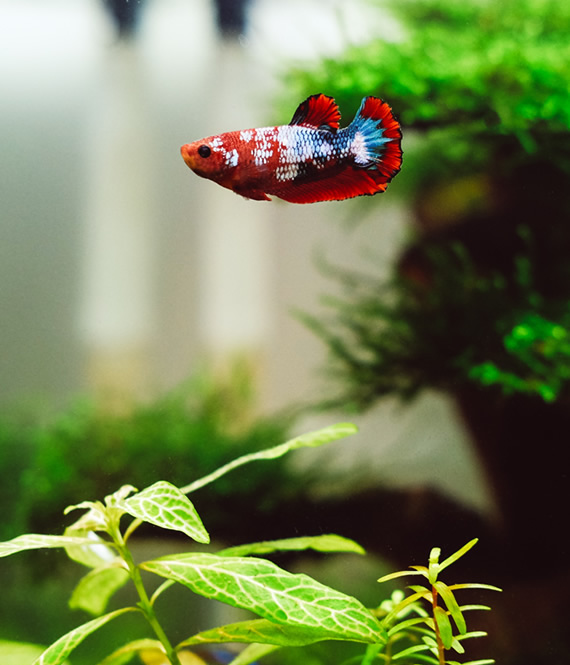 female betta fish