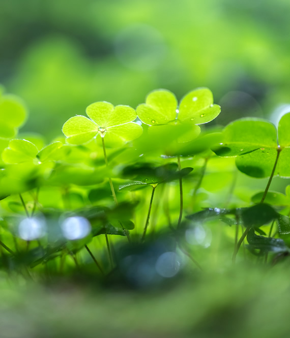 clover groundcover for lawn house exterior solution