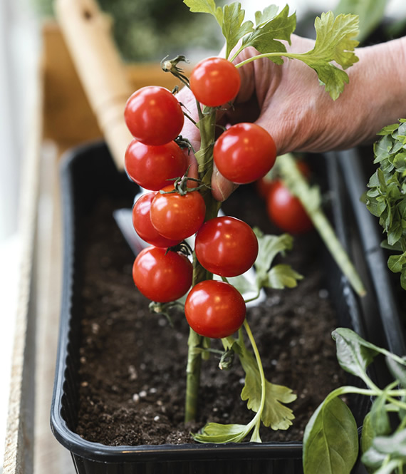 growing tomatoes indoors