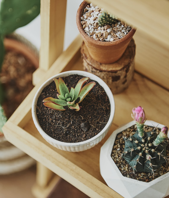 pot gardening for mindfulness